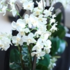 Picture of Deco Silk White Orchid